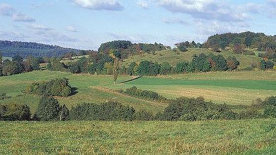 Strukturreiches Grünland mit Hecken im Mittelgebirge