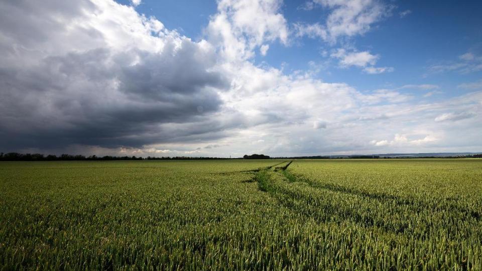 Gewitterwolken ziehen über einem noch grünen Getreidefeld heran