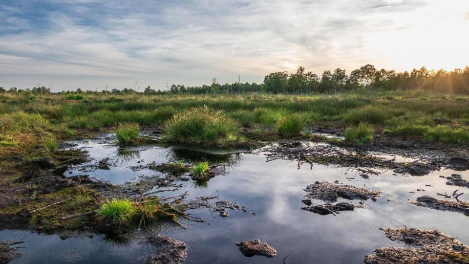 Moorfläche in Deutschland, grüne Pflanzen und Wasser im Vordergrund