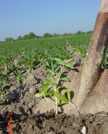 ein Feld in dem ein Spaten steckt, im Vordergrund eine Jungpflanze