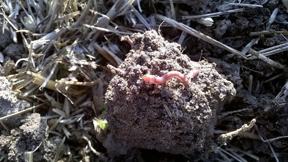 Ein Wurm auf einer Scholle Boden.