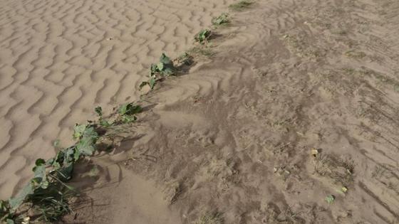 Sortierung nach Sand- und Humusfraktion durch den Wind Sortierung nach Sand- und Humusfraktion durch den Wind