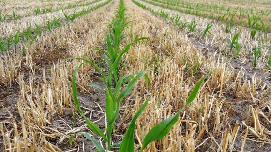 Strip-Till-Bestellung von Mais zur Abdeckung des Bodens Strip-Till-Bestellung von Mais zur Abdeckung des Bodens