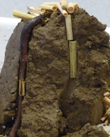 Schnitt durch den Boden mit einem großen Tauwurm Schnitt durch den Boden mit einem großen Tauwurm
