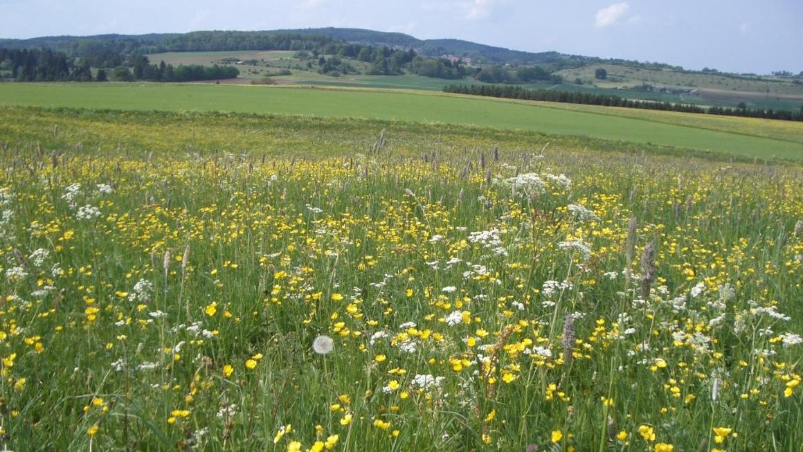 Wiese mit vielen gelben und weißen Blüten, im Hintergrund Berge Wiese mit vielen gelben und weißen Blüten, im Hintergrund Berge