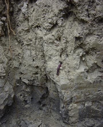ein Bodenprofil mit in dem Wurzeln und ein Regenwurm zu sehen sind