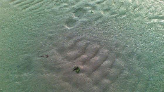 Bild eines Biofilms auf Bakterien im Wattboden