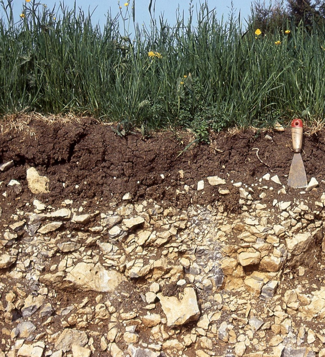 Bild von Kalksteinschutt aus der Muschelkalkzeit Bild von Kalksteinschutt aus der Muschelkalkzeit