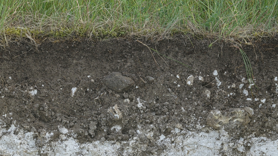 Foto von Oberboden auf einer extensiv genutzten Wiese Foto von Oberboden auf einer extensiv genutzten Wiese