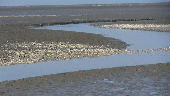 Bild einer Wattlandschaft bei Cuxhaven Bild einer Wattlandschaft bei Cuxhaven