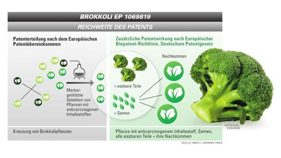 Grafik zur Erteilung eines Biopatentes am Beispiel Brokkoli Grafik zur Erteilung eines Biopatentes am Beispiel Brokkoli