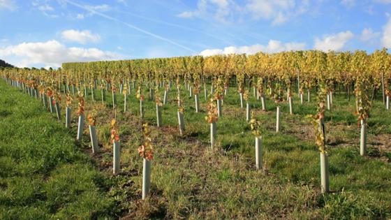 Weinberg mit jungen Rebstöcken