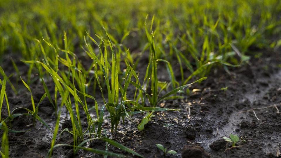 Feld mit jungen Weizenpflanzen