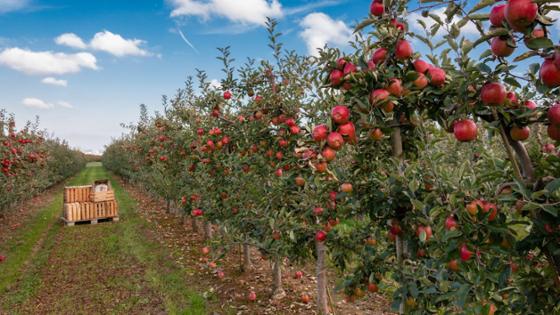 Apfelbäume mit vielen Äpfeln reif für die Ernte