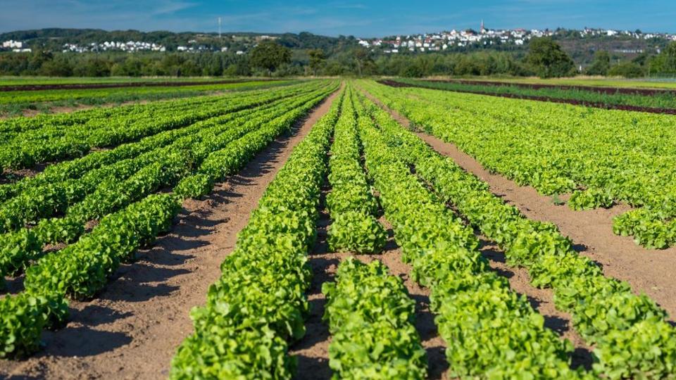 Viele Reihen Salat auf einem Feld