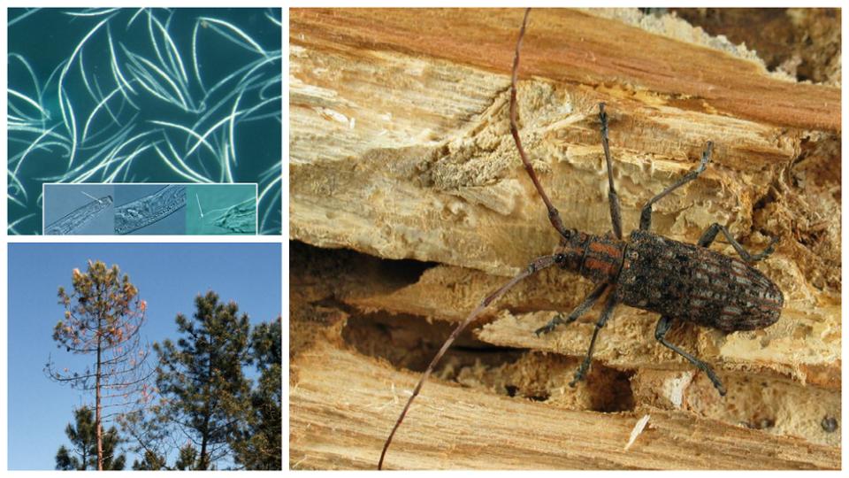 Collage mit drei Bildern über Kiefernholznematode Collage mit drei Bildern über Kiefernholznematode