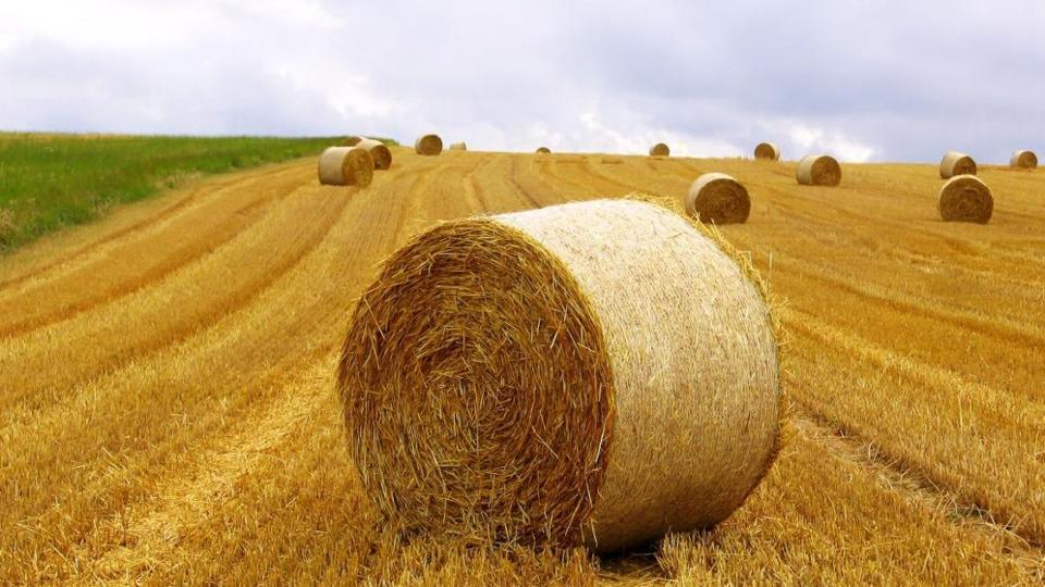 abgeerntetes Getreidefeld mit Strohballen