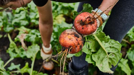 Junge Landwirtin bei der händischen Ernte von gelber Beete.