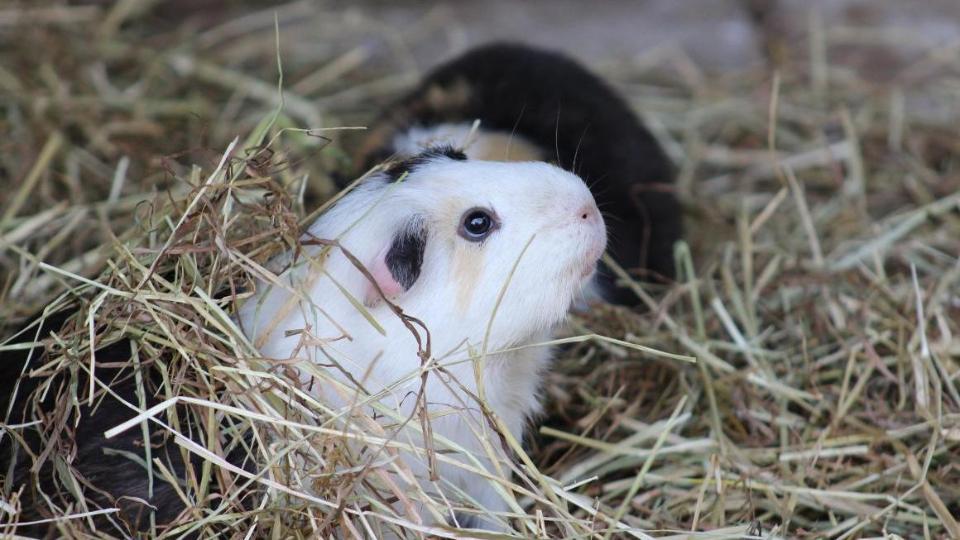 Meerschweinchen im Stroh