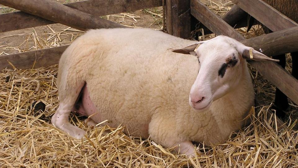 Schaf im Stroh
