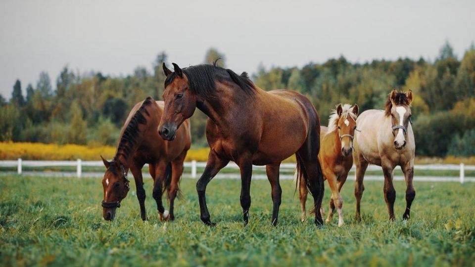 Fohlen mit Pferden auf Wiese