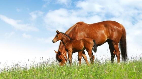 Fohlen und Pferd stehen auf einer Wiese