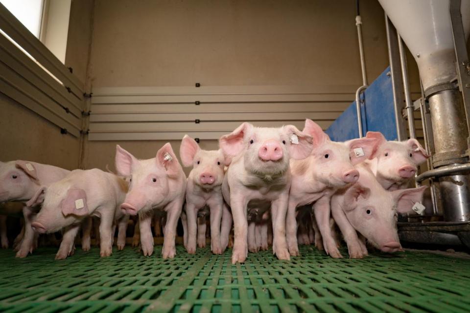 Ferkel liegt auf dem Boden im Stall