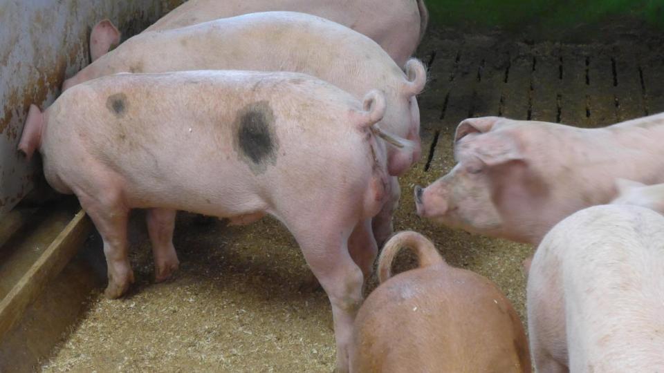 Schlachten schwein mädchen Freiwilliges Mädchen