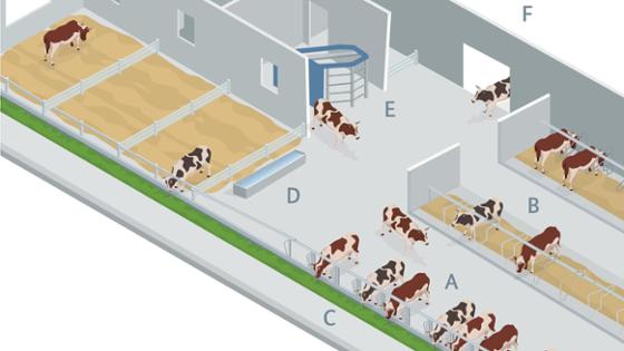 Die Grafik zeigt einen Milchviehstall mit Laufflächen, Liegeboxen, Futterplätzen, Tränke und Melkroboter Die Grafik zeigt einen Milchviehstall mit Laufflächen, Liegeboxen, Futterplätzen, Tränke und Melkroboter