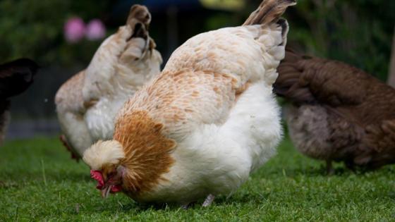 Huhn der Rasse Sulmtaler im Gras