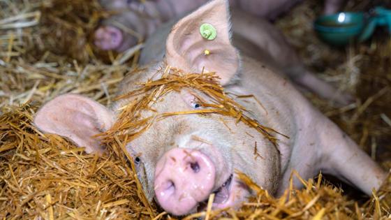 Schwein spielt liegend im Stroh