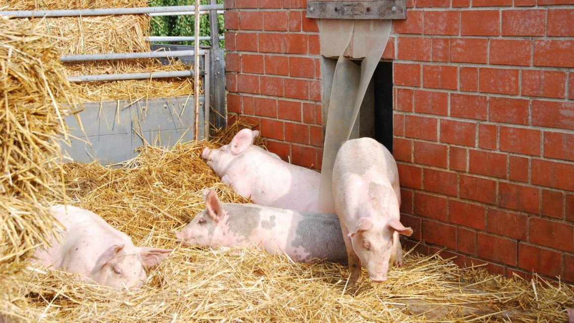 Schweine liegen im Stroh