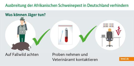 Infografik zur Afrikanischen Schweinepest