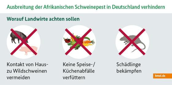 Infografik zur Afrikanischen Schweinepest