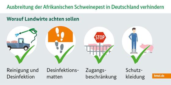 Infografik zur Afrikanischen Schweinepest