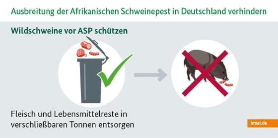 Infografik zur Afrikanischen Schweinepest