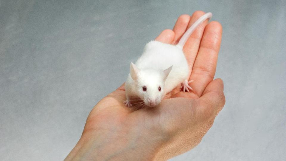 Eine weiße Maus sitzt auf einer Hand