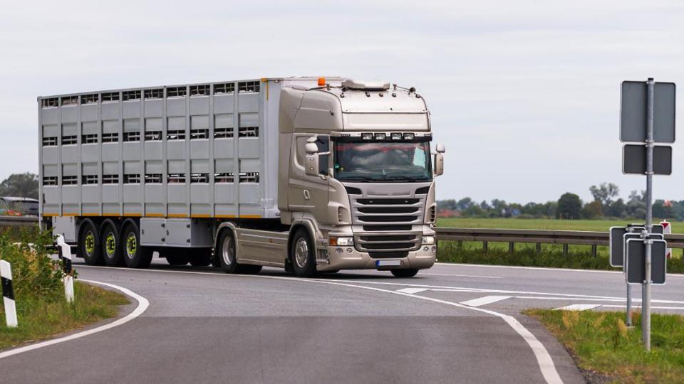 Tiertransport - LKW auf der Autobahn