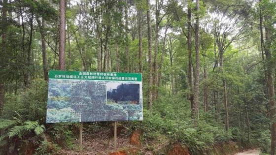 Informationstafel in einem Wald