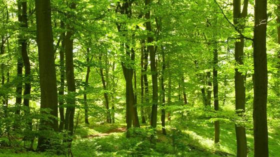 Laubwald mit Beständen verschiedener Baumgrößen