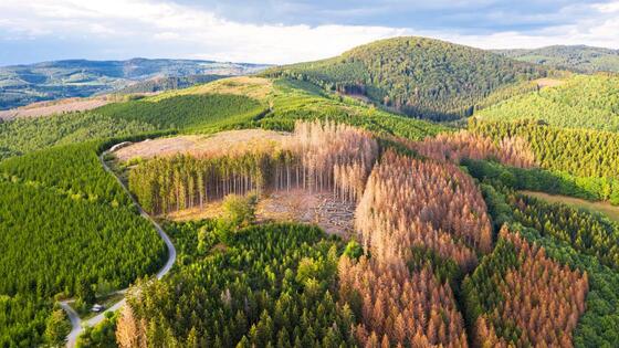 Gesunder Wald und Schadwald von oben