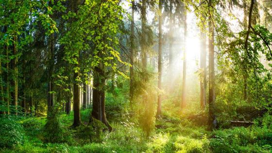 Lichtdurchfluteter Wald