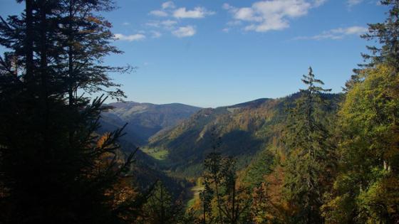 Blick in ein bewaldetes Tal