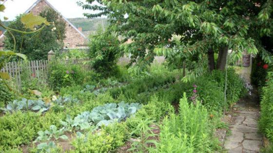 Garten mit einem Kirschbaum und verschiedenen Gemüsesorten Garten mit einem Kirschbaum und verschiedenen Gemüsesorten