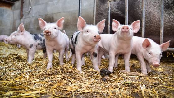 five piglets in the barn with straw
