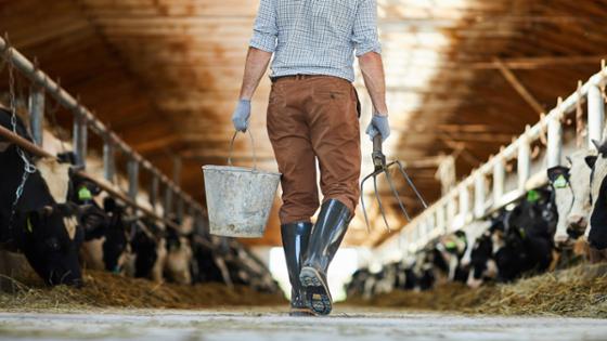 A farmer is walking through a cowshed with manure fork and bucket 