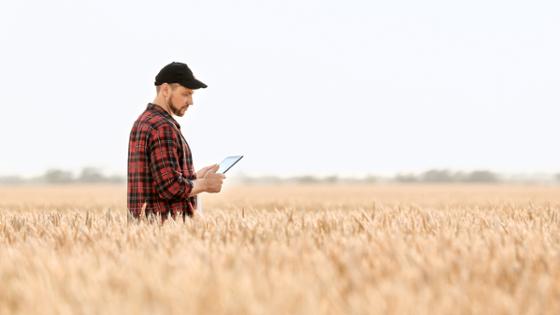 AFarmer is standing in a grain field holding a tablet computer