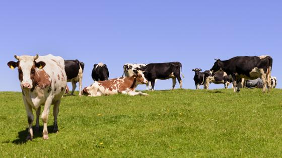 Cows on a meadow