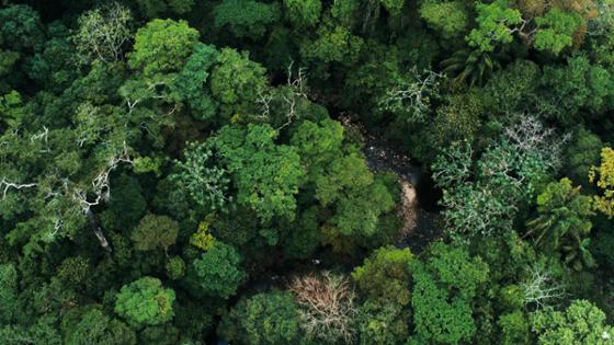 Rain forest from a bird's eye perspective