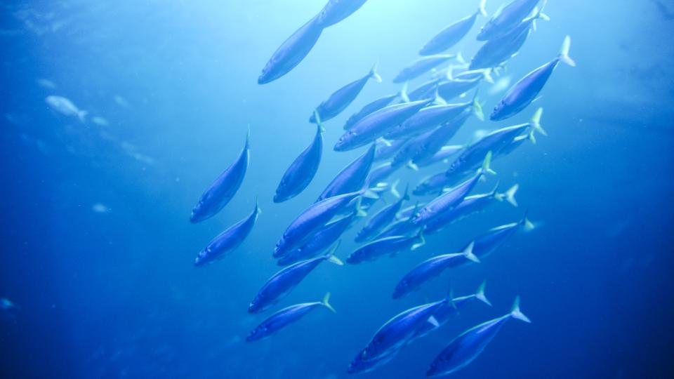 A mackerel swarm